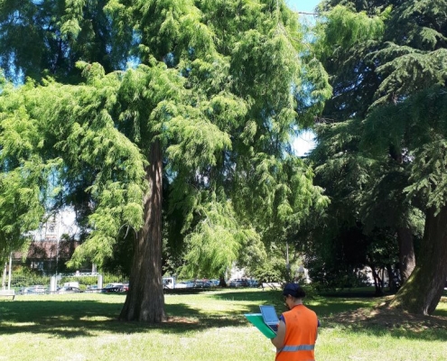 censimento patrimonio arboreo