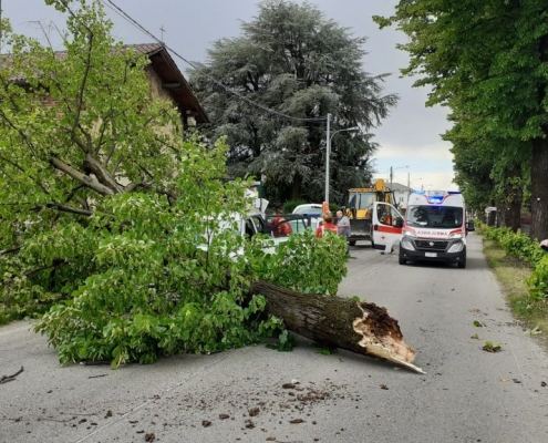 stime economiche e perizie legali sugli alberi